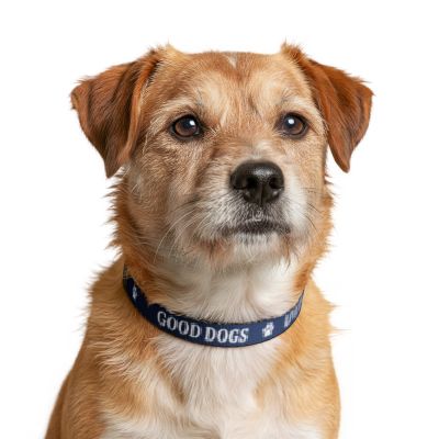 Pet Collar – 'Live Salty • Good Dogs' Clip-On Nautical Dog Collar